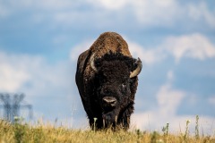 buffalo