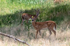 double-deer