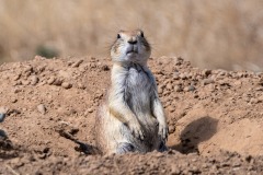 prairie-dog