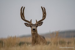 rocky-deer