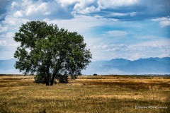 rocky-mountain-arsenal