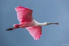 Roseate Spoonbill