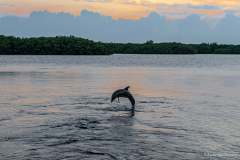 Dolphin jumping out of the water