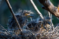 Yellow crowned night heron chicks