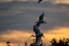 Silhouette of ibis trio