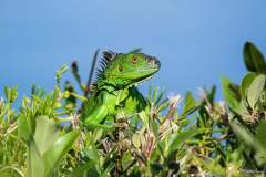 Iguana amongst the mangroves