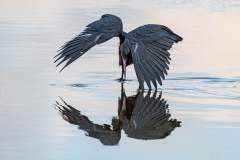 Reddish Egret in the water