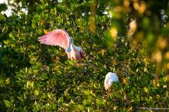 Roseate Spoonbill wing