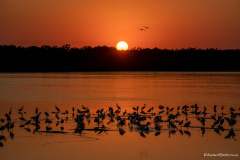 Birds in shadow gathered at sunset