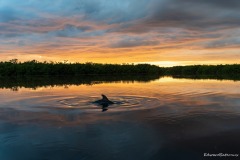 Dolphin in the water at sunset