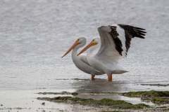 White pelican spreads its wings