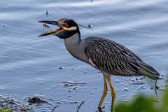 Yellow-crowned heron having a snack