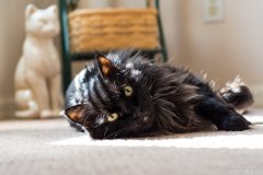willie-cat