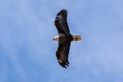 eagle