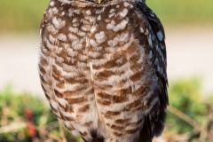 momma-owl