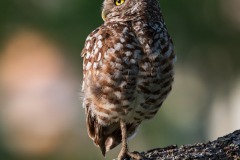owl