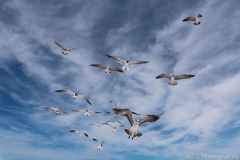 the-birds