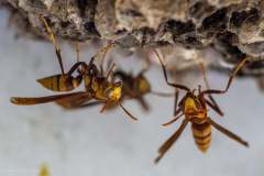 wasps