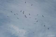 captiva-birds