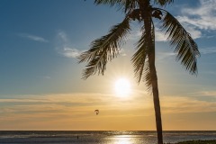 castaway-palm