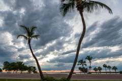 palms