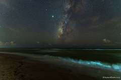 Bioluminescent
