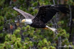 eagle