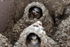 littlebirds