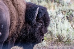 sad-buffalo