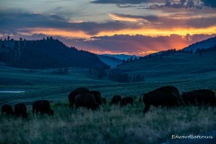 sunset-buffalo