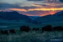 sunset-buffalo