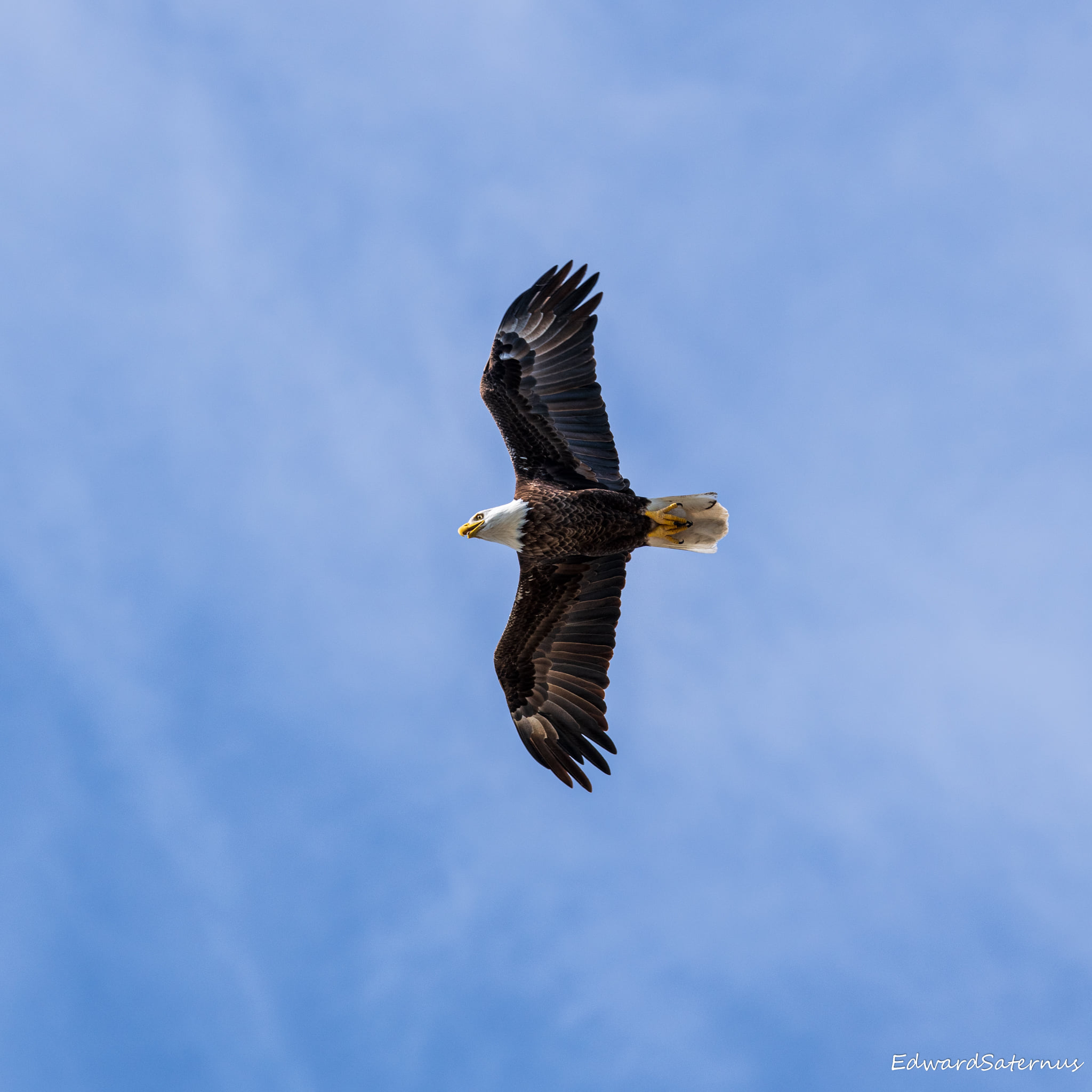 Eagle in flight on Sanibel